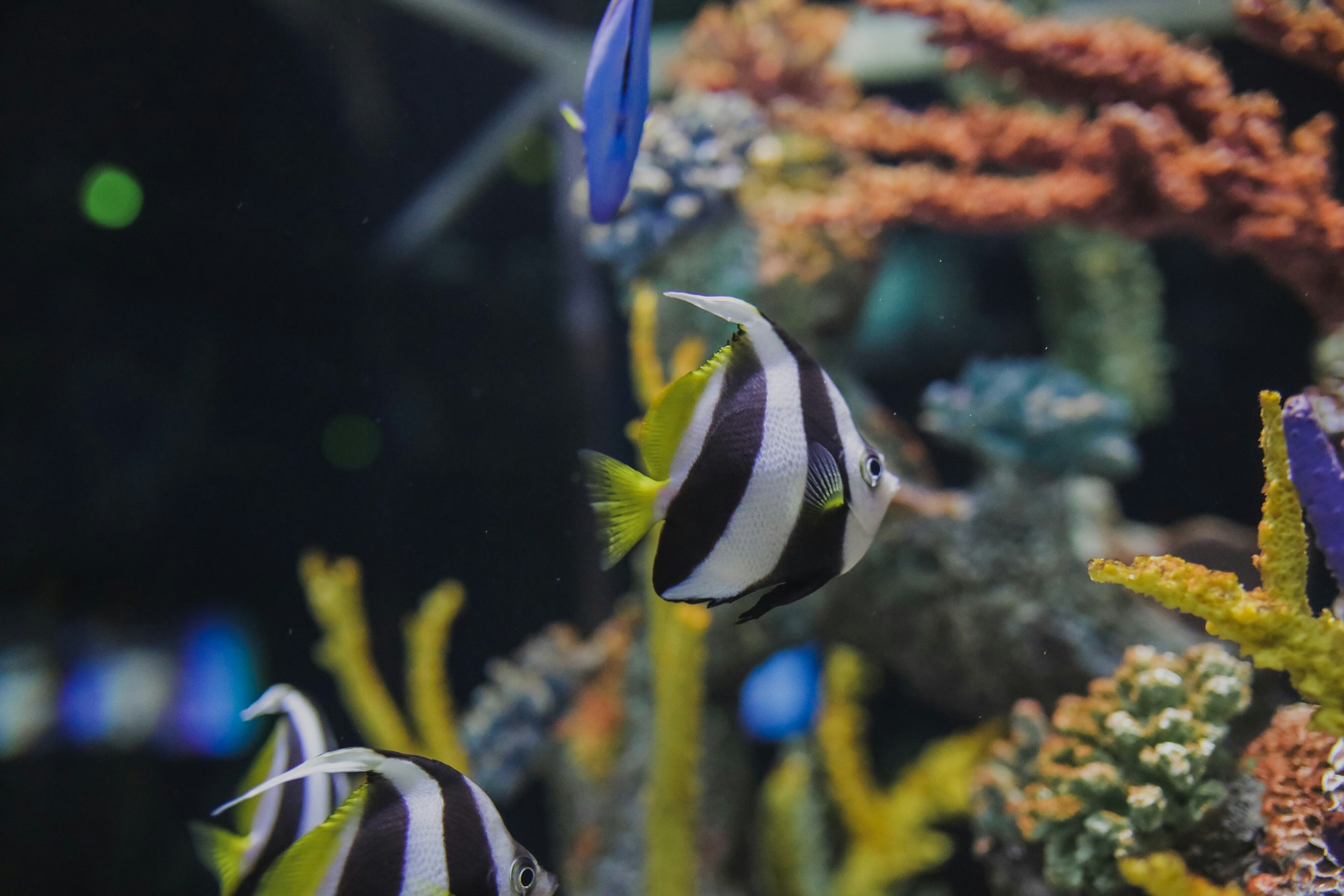 Angelfish in aquarium