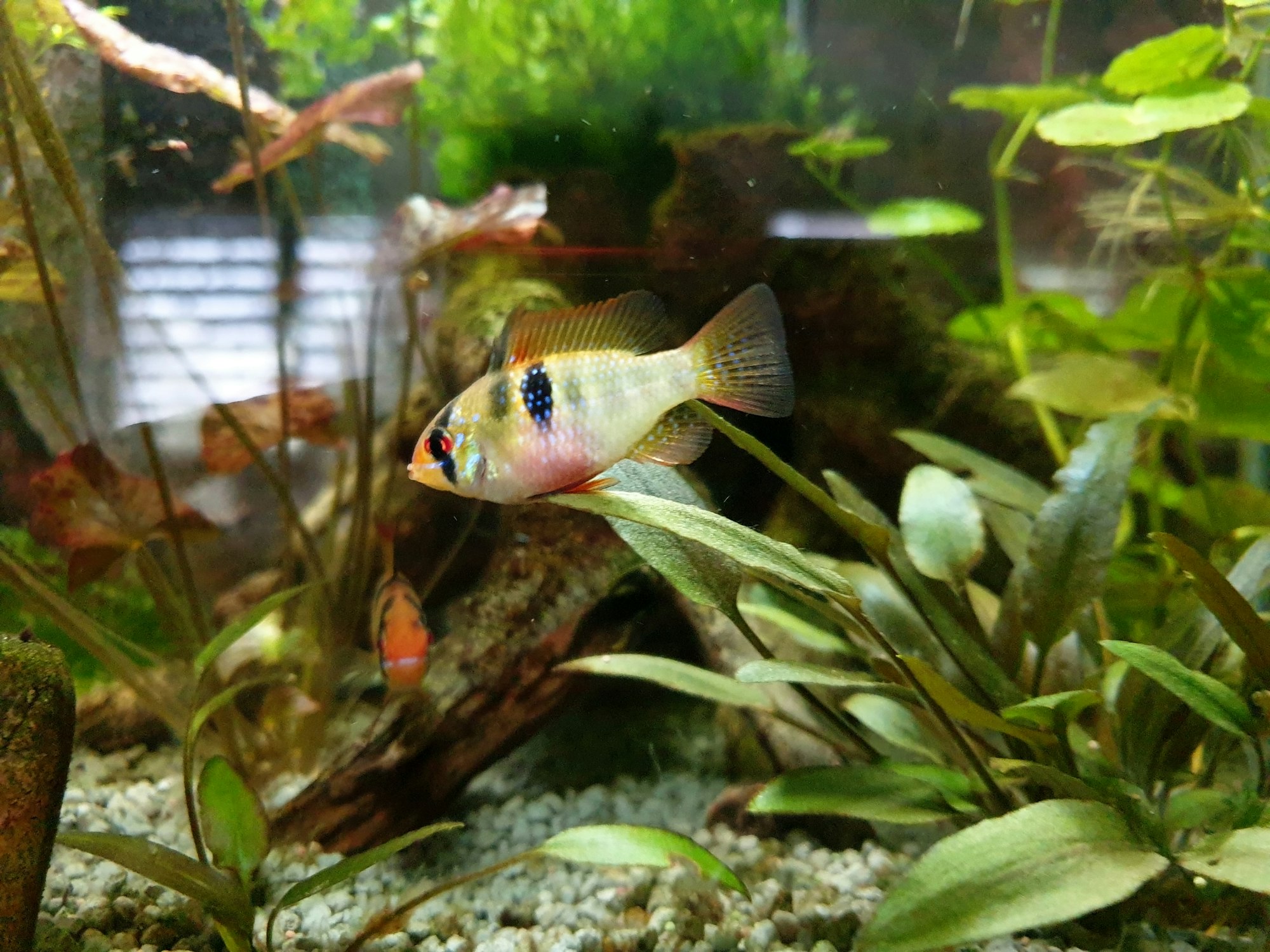 Closeup shot of a Bolivian ram cichlid swimming in a clear freshwater aquarium