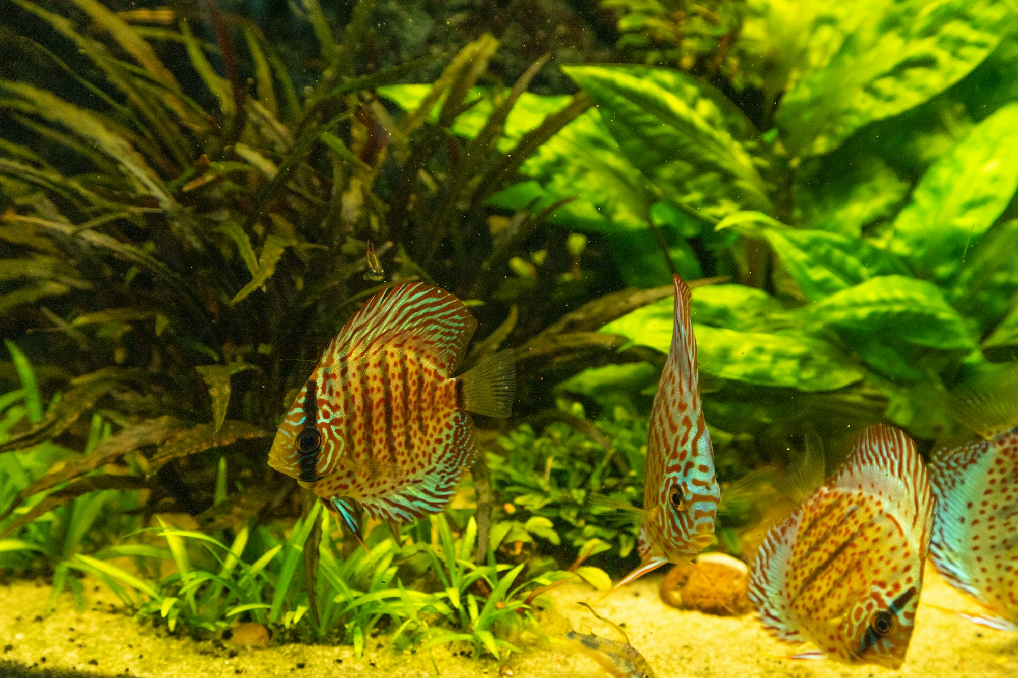 Colorful discus fish floating in the aquarium