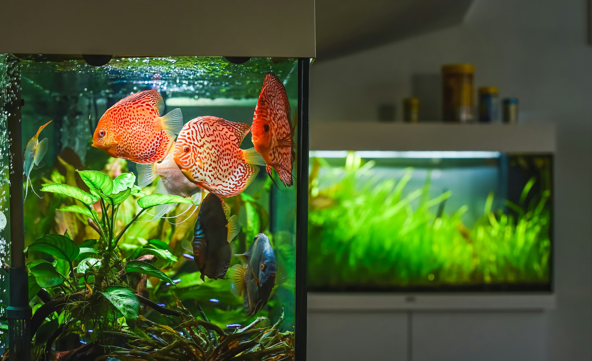 Colorful fish from the spieces Symphysodon discus in aquarium