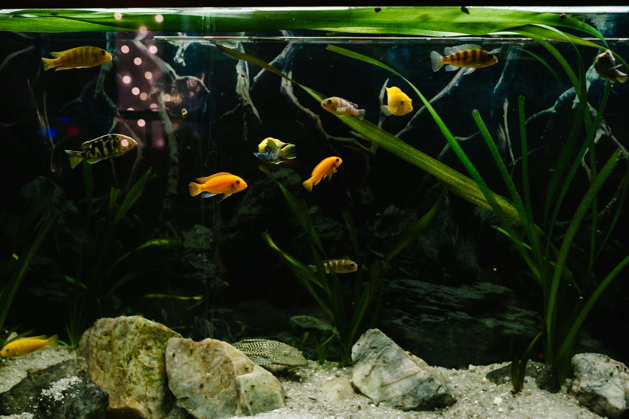 Little fish in fish tank, gold fish, guppy and red fish, fancy carp with green plant. Colourful