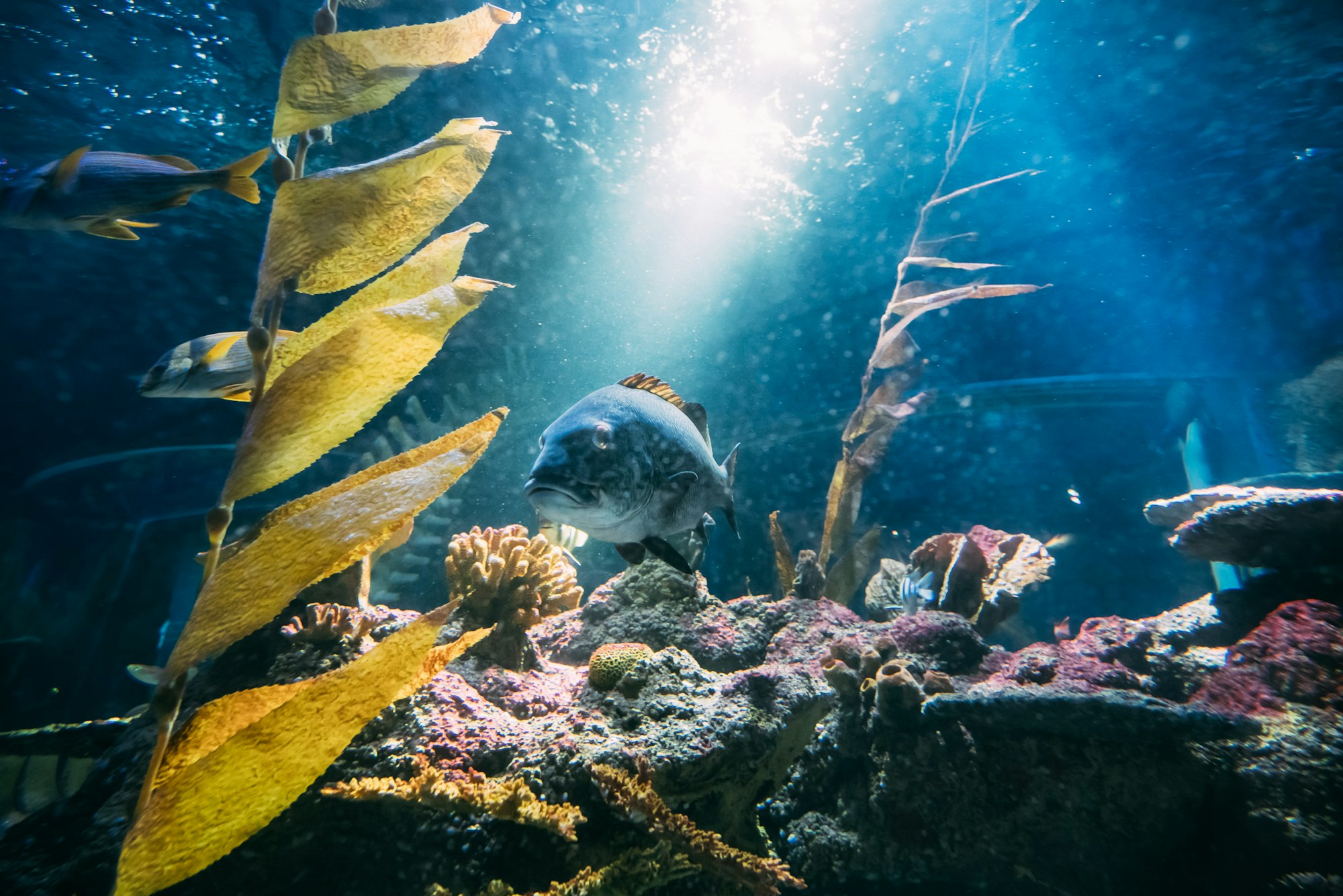 Medium Fish Swimming In Aquarium