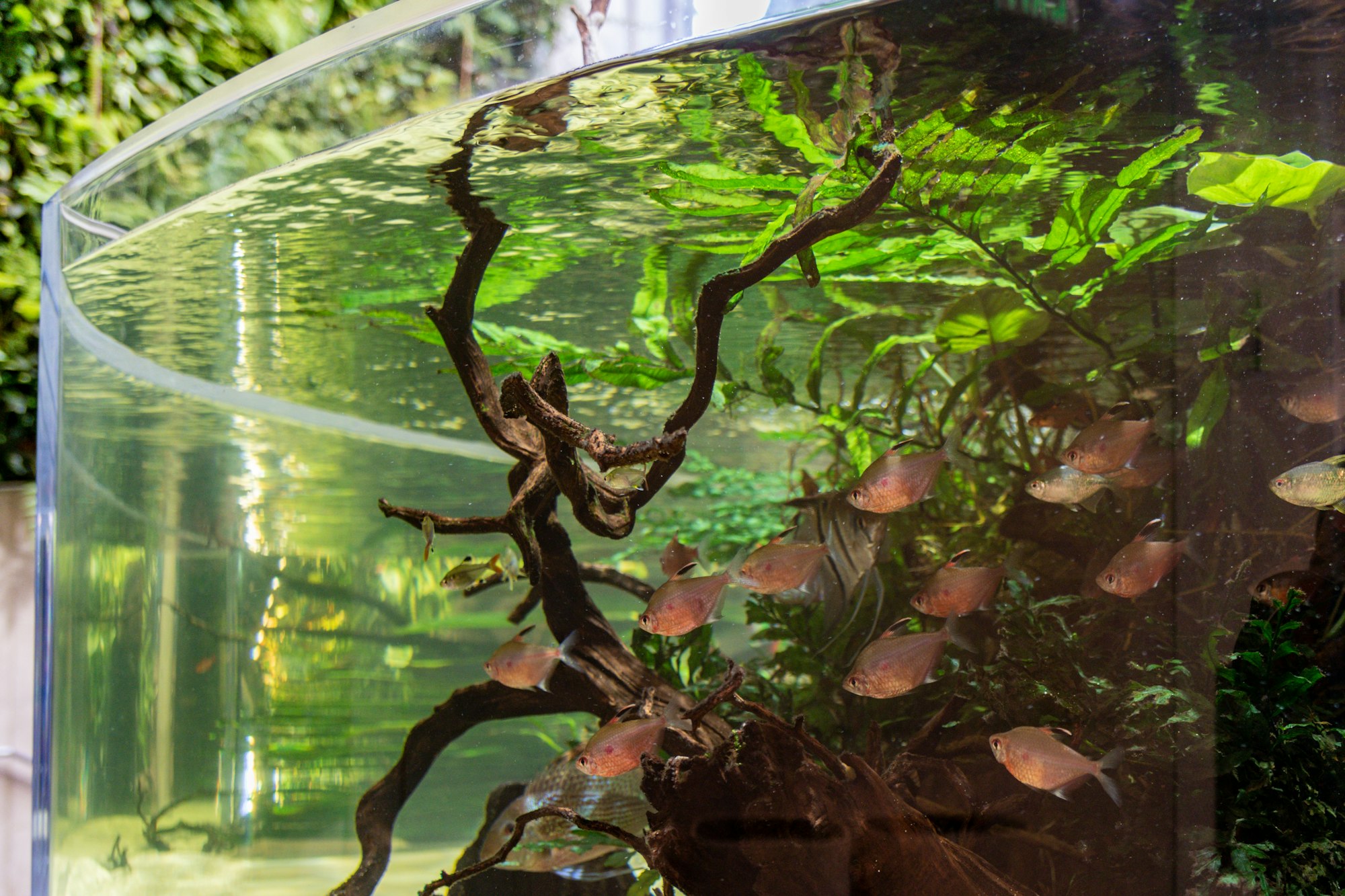 School of fish swimming in a beautiful aquarium.