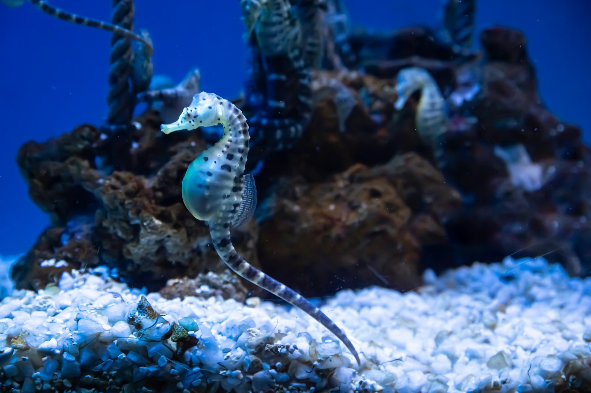 seehorse in a fish tank