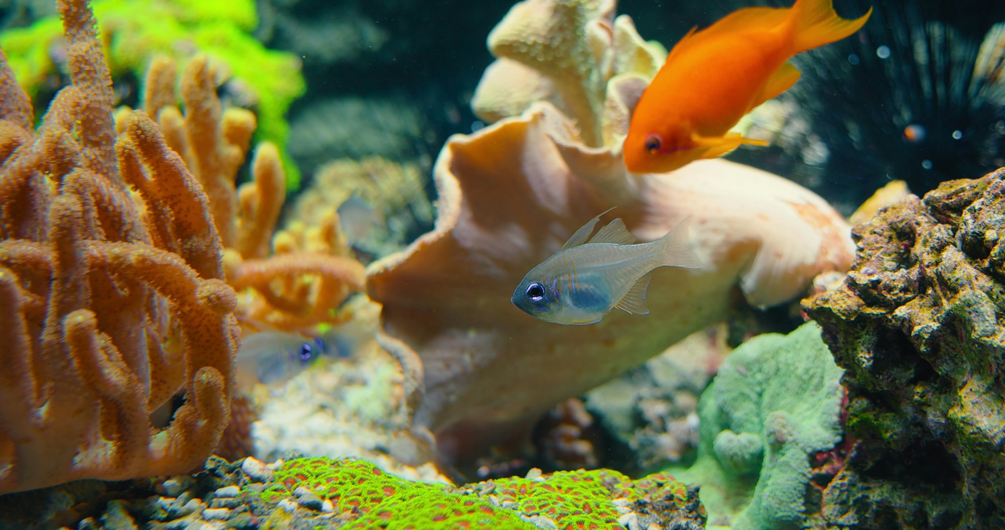 Wide-spread wild small freshwater juvenile fish swims in typical temperate river biotope aquarium